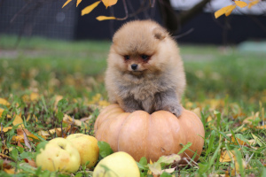 Photo №3. Pomeranian puppies. Russian Federation