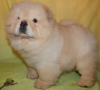 Photo №1. chow chow - for sale in the city of Budapest | negotiated | Announcement № 56811