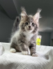 Photo №1. maine coon - for sale in the city of Leipzig | 264$ | Announcement № 122585