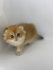 Photo №1. scottish fold - for sale in the city of Krasnodar | 2603$ | Announcement № 113927