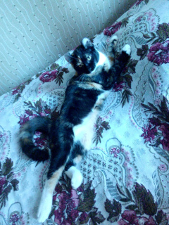 Photo №3. Kittens breed American Curl. Age 5 months.. Belarus
