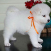Photo №4. I will sell samoyed dog in the city of Даллас. breeder - price - 1200$