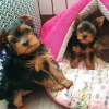 Photo №1. yorkshire terrier - for sale in the city of Kloten | 473$ | Announcement № 13358