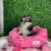 Photo №1. pomeranian - for sale in the city of Aventura | 1500$ | Announcement № 124293