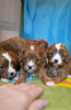 Additional photos: Maltipoo F1 puppies