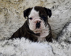 Photo №1. english bulldog - for sale in the city of Duisburg | 423$ | Announcement № 103663