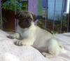 Photo №1. pug - for sale in the city of Kiev | 293$ | Announcement № 11664