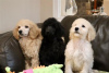 Photo №1. poodle (toy) - for sale in the city of Chicago | 400$ | Announcement № 115399