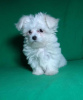 Additional photos: Puppy of the Maltese. Show class.