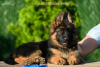 Additional photos: Long-haired German shepherd puppy. All documents. Delivery abroad