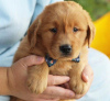 Photo №1. golden retriever - for sale in the city of Miami Beach | 220$ | Announcement № 64454