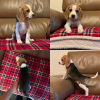 Photo №4. I will sell beagle in the city of Berlin. private announcement - price - 317$