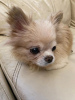 Photo №2 to announcement № 105205 for the sale of chihuahua - buy in Germany breeder