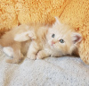 Photo №1. maine coon - for sale in the city of Дортмунд | 450$ | Announcement № 75825