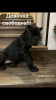 Photo №2 to announcement № 91653 for the sale of cane corso - buy in Belarus private announcement