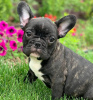 Photo №2 to announcement № 122069 for the sale of french bulldog - buy in Switzerland private announcement