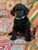 Photo №2 to announcement № 108798 for the sale of poodle (toy) - buy in Serbia breeder