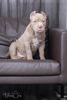 Photo №1. american bully - for sale in the city of Dolgoprudny | 1162$ | Announcement № 68955