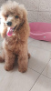 Photo №4. I will sell poodle (toy) in the city of Zrenjanin. breeder - price - 1057$