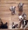 Photo №2 to announcement № 74833 for the sale of french bulldog - buy in Moldova breeder