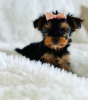 Photo №1. beaver yorkshire terrier - for sale in the city of Флорида Сити | 400$ | Announcement № 127294