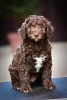 Photo №3. Spanish Water Dog puppies. Serbia