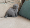 Photo №2 to announcement № 83947 for the sale of scottish fold - buy in United States private announcement