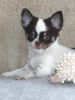 Photo №1. chihuahua - for sale in the city of Oulu | Is free | Announcement № 99028