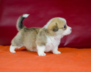 Photo №4. I will sell welsh corgi in the city of Lviv. from nursery - price - 1200$