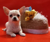 Photo №1. chihuahua - for sale in the city of Yekaterinburg | negotiated | Announcement № 9317
