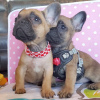 Photo №3. French Bulldog available now. Germany