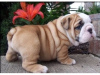 Photo №2 to announcement № 95285 for the sale of english bulldog - buy in Puerto Rico breeder