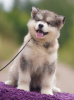 Photo №2 to announcement № 24030 for the sale of alaskan malamute - buy in Belarus private announcement