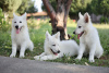 Photo №3. White Swiss Shepherd puppies for sale. Romania