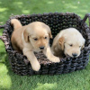 Photo №1. golden retriever - for sale in the city of Dubai | 475$ | Announcement № 13799