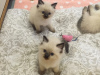 Photo №1. ragdoll - for sale in the city of California | 310$ | Announcement № 37124