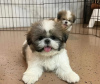 Photo №2 to announcement № 125756 for the sale of shih tzu - buy in Switzerland 