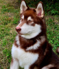 Photo №2 to announcement № 36314 for the sale of alaskan malamute - buy in Russian Federation from nursery