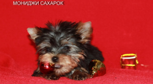 Photo №4. I will sell yorkshire terrier in the city of Yekaterinburg. breeder - price - 500$