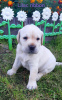 Photo №3. Labrador puppies RKF. Russian Federation