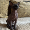 Photo №1. sphynx cat - for sale in the city of Miami | 456$ | Announcement № 93340