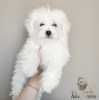 Photo №2 to announcement № 11484 for the sale of bichon frise - buy in Belarus from nursery