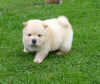 Photo №1. chow chow - for sale in the city of Prague | 300$ | Announcement № 111199