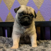 Photo №2 to announcement № 119530 for the sale of pug - buy in Finland private announcement, breeder