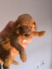 Photo №2 to announcement № 124175 for the sale of poodle (toy) - buy in Serbia breeder