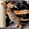 Photo №2 to announcement № 123544 for the sale of bengal cat - buy in Belgium 