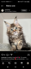 Photo №3. Healthy cute adorable Maine coon kittens available now for sell. Switzerland