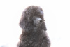 Photo №4. I will sell poodle (toy) in the city of Belgrade. breeder - price - negotiated