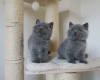 Photo №1. british shorthair - for sale in the city of Prague | negotiated | Announcement № 74542