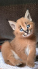 Photo №3. Savannah Serval and Caracal kittens at 4 weeks old.. Poland